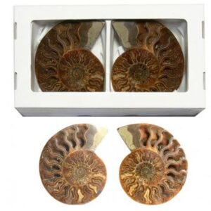 Fosil ammonites